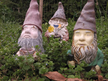 Garden gnomes